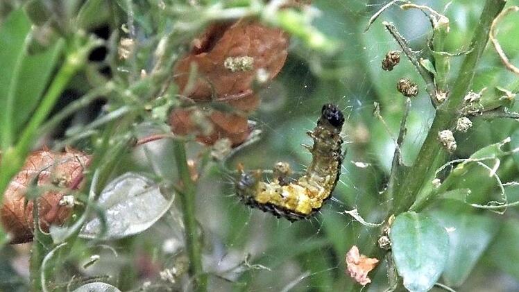 Der Buchsbaumzünsler vernichtet aktuell mehr Buchsbäume denn je. Fotos: Andreas Hofbauer