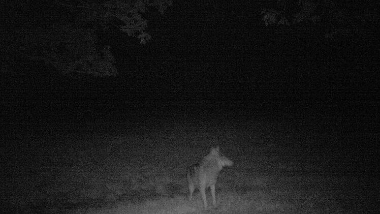 Der erste Wolf in der Rh&ouml;n ist weibli Landratsamt Bad Neustadt