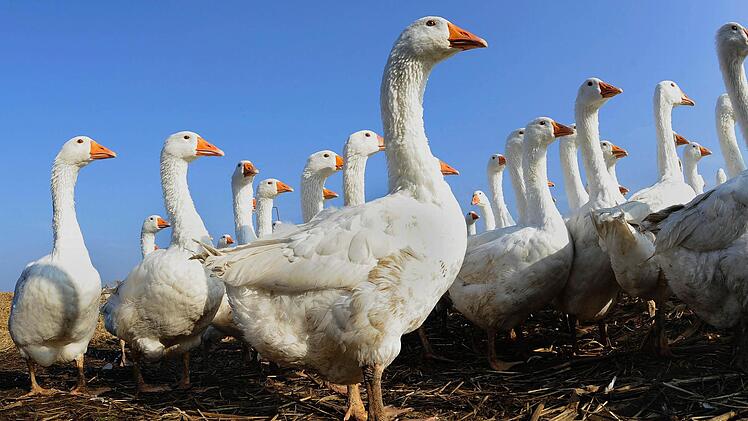 ...und Anfang November heißt es dann stets: Coburg gans offen!