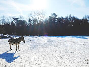 Zebra im winterverschneiten Tiergarten Nürnberg. Foto Nikolas Pelke.