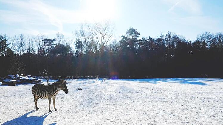 Zebra im winterverschneiten Tiergarten Nürnberg. Foto Nikolas Pelke.