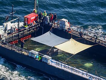 Weitere Entwicklung zum Buckelwal in der Ostsee