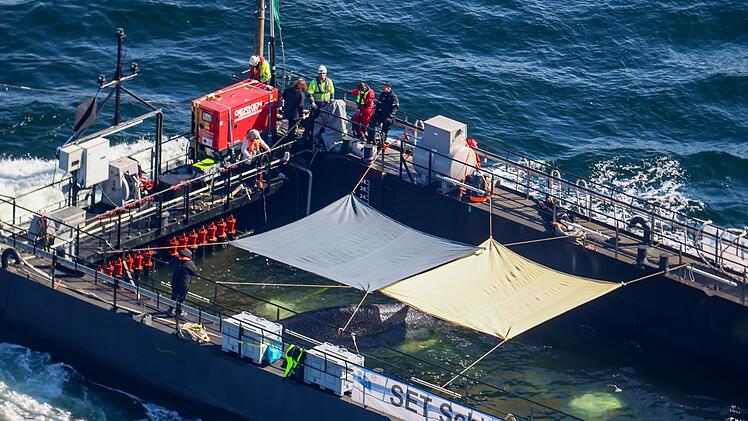Weitere Entwicklung zum Buckelwal in der Ostsee