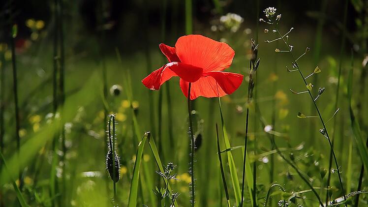Wilde Inseln im Garten liegen im Trend.