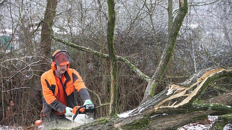 Holzfällarbeiten entlang des Hochwasserdamms.Heike Beudert