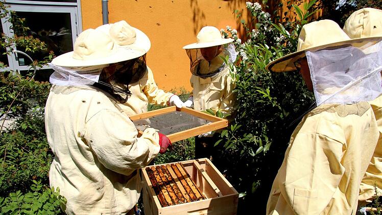 Der Bienenkasten wird zum ersten Mal geöffnet. Foto: Richard Sänger