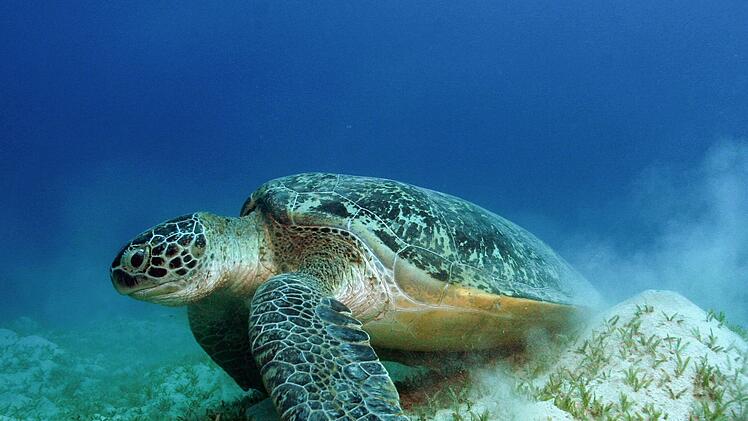 Gr&uuml;ne Meeresschildkr&ouml;te