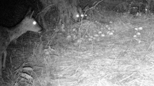 Das ist der Platz, an dem sich auch die Wildschweine noch zeigen werden...