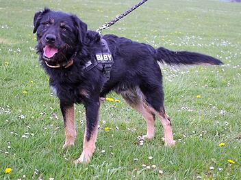 Bubba Foto: Tierheim