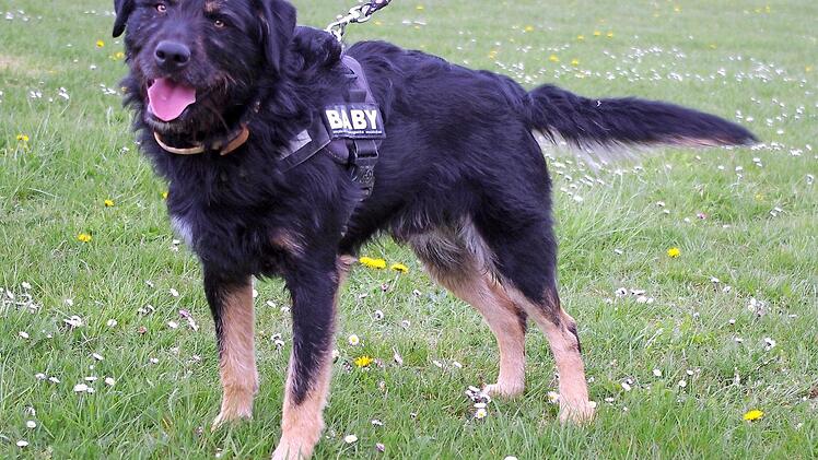 Bubba Foto: Tierheim