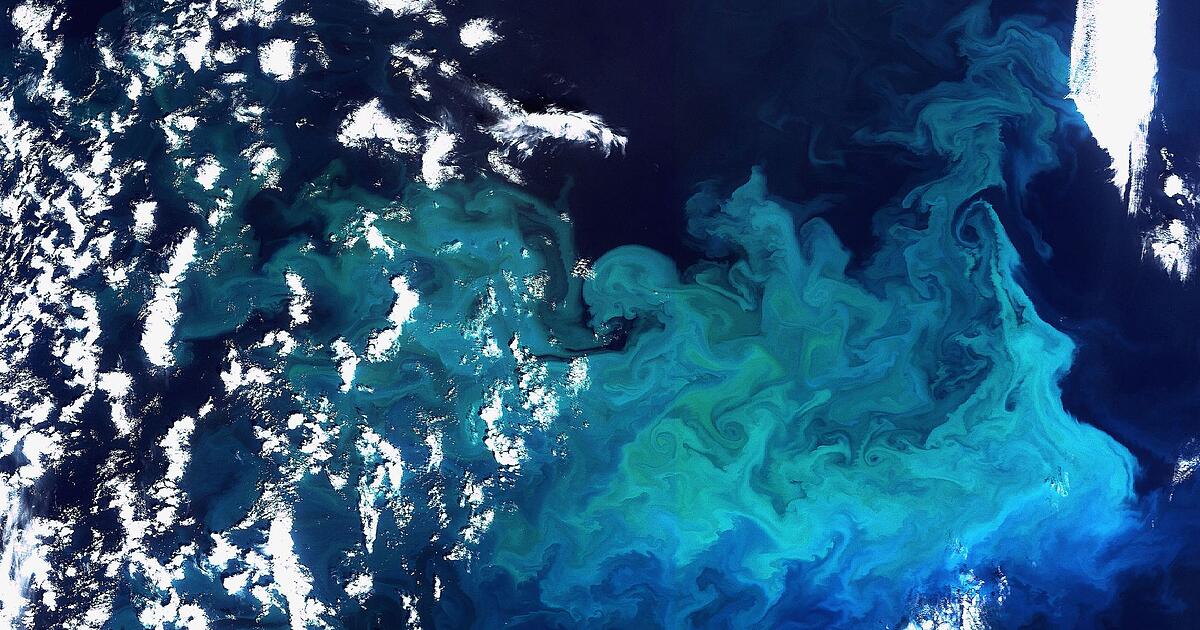 Phytoplankton-Menge-in-den-Ozeanen-nimmt-ab