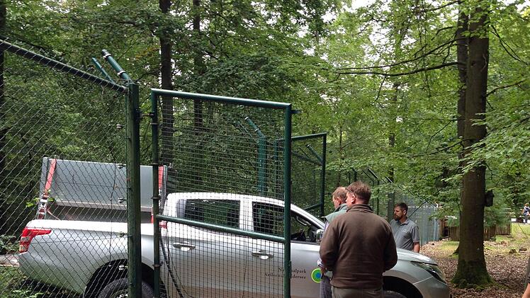 Der junge Luchs wird ins Gehege im Wildpark Klaushof gebracht. Foto: Benedikt Borst