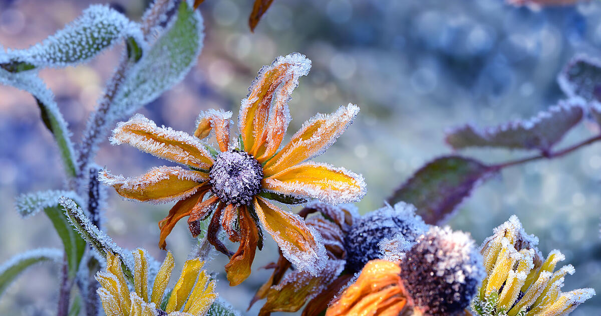 Ice Saints 2026: Cold snap hits us earlier than usual this year
