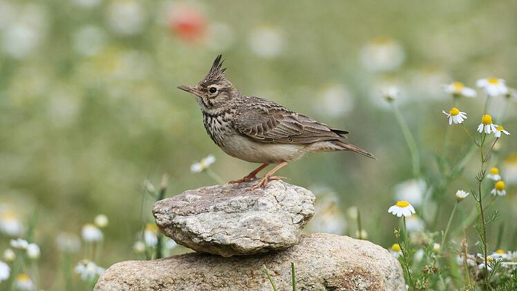 Landkreis Coburg: Diese drei V&ouml;gel wurden am h&auml;ufigsten gesichtet
