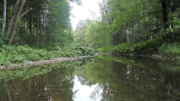 Die Pestwurz festigt auf nat&uuml;rliche Art die Uferb&ouml;schungen der Rodach, wie hier an der ehemaligen Steinm&uuml;hle bei Zeyern.  Foto: Alexander Grahl
