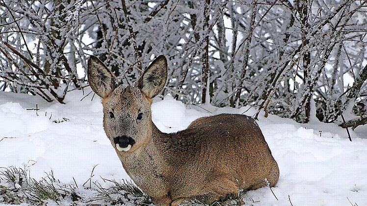 Für einige Tiere wird es lebensbedrohlich, wenn sie immer wieder aufgeschreckt werden. Sie verbrauchen dann im Winter zu viel Energie.
