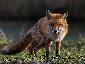 T&ouml;dliches Hunde-Virus in Bayern nachgewiesen: Beh&ouml;rde mit dringender Bitte an Tierhalten