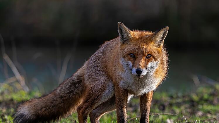 T&ouml;dliches Hunde-Virus in Bayern nachgewiesen: Beh&ouml;rde mit dringender Bitte an Tierhalten