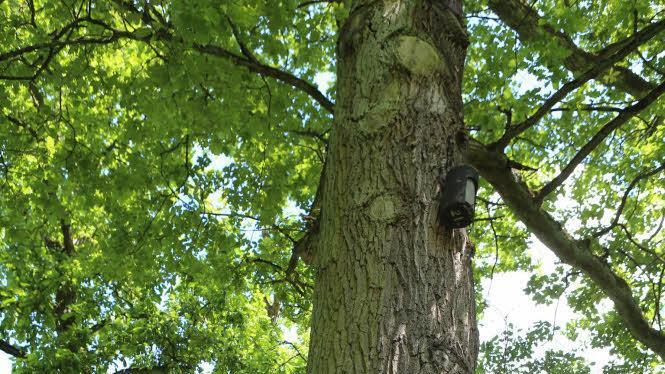 Eichen sind für den Bamberger Hain typisch.  Fotos: Barbara Herbst