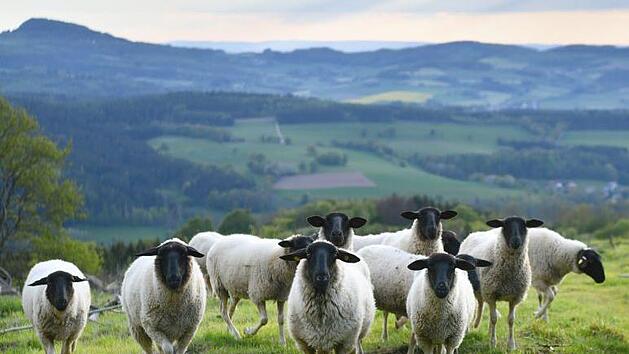 F&uuml;nf Wochen lang steht das Maskottchen der Rh&ouml;n im Mittelpunkt zahlreicher Veranstaltungen und auch auf der Speisekarte vieler Rh&ouml;ner Gastronomen.  Foto: Arnulf M&uuml;ller