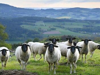 Fünf Wochen lang steht das Maskottchen der Rhön im Mittelpunkt zahlreicher Veranstaltungen und auch auf der Speisekarte vieler Rhöner Gastronomen.  Foto: Arnulf Müller