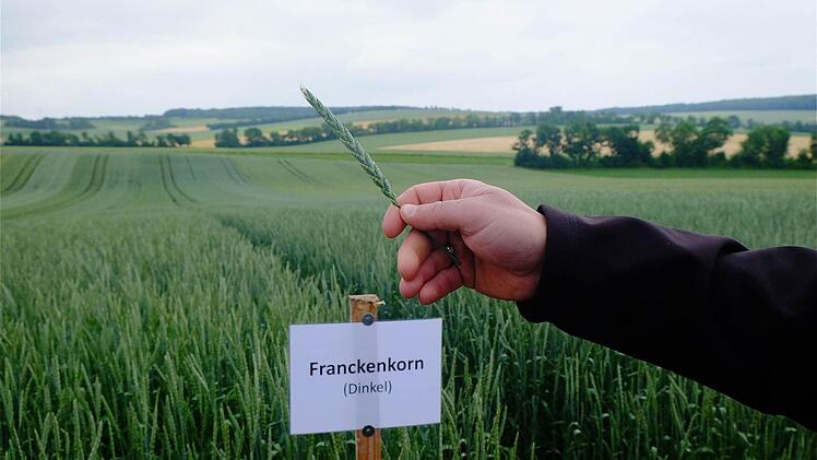 Der Dinkel ist auf dem Vormarsch. Er wird immer mehr nachgefragt. Foto: Gerd Schaar