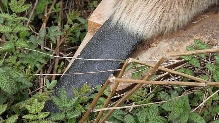 Und mit dem Schwanz paddelt er wie ein Weltmeister.