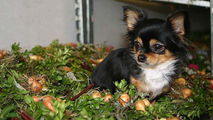 Neun Chihuahuas befanden sich über längere Zeit in Lichtenfels in einem Hyundai.