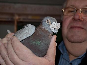 Auch männliche Schönheiten leben bei Rudi Scheuplein. Das ist Charly. Seine Nase, die weiße Geschwulst über dem Schnabel, ist sehr prächtig. Sie zeigt auch an, ob es einer Taube gut geht oder nicht. Foto: Kathrin Kupka-Hahn