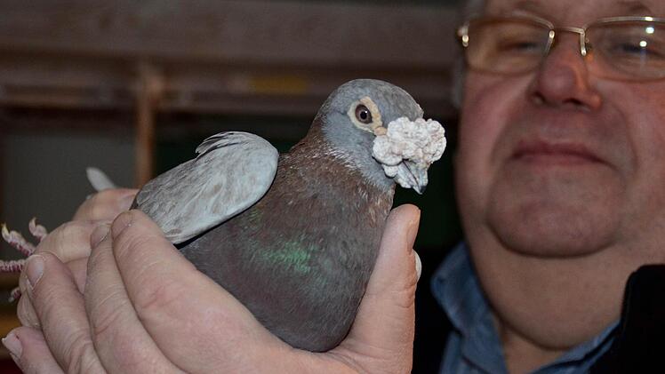 Auch männliche Schönheiten leben bei Rudi Scheuplein. Das ist Charly. Seine Nase, die weiße Geschwulst über dem Schnabel, ist sehr prächtig. Sie zeigt auch an, ob es einer Taube gut geht oder nicht. Foto: Kathrin Kupka-Hahn