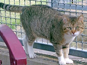 Der siebenjährige kastrierte Kater Heiner ist der King im Katzenzimmer des Tierheims. Foto: Tierheim Kronach