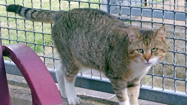 Der siebenjährige kastrierte Kater Heiner ist der King im Katzenzimmer des Tierheims. Foto: Tierheim Kronach