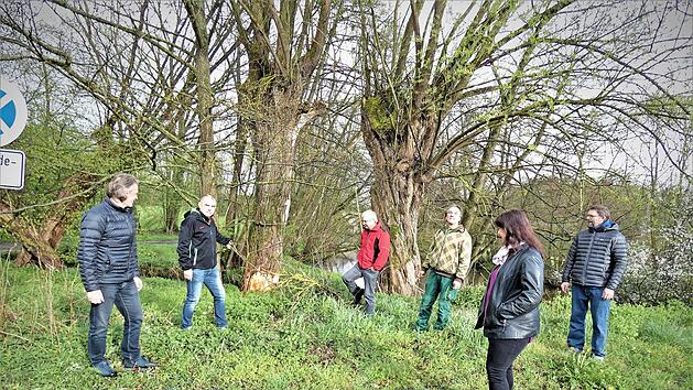 Mit zwei ehrenamtlichen Baumpflegern will die Gemeinde Neuenmarkt den einen oder anderen Baum retten. Unser Bild entstand bei einem Ortstermin am Mainufer.