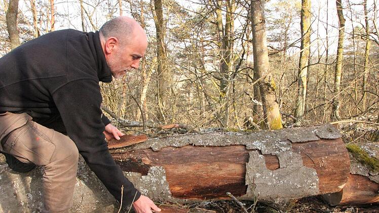 Jörg Mäckler zeigt, wie sich von einer kranken Buche entlang des Wanderweges bereits die Rinde gelöst hat.Foto: Heike Beudert
