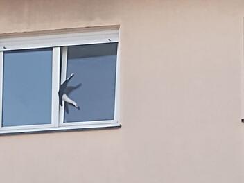 Röttenbach: Polizei befreit Katze aus "hilfloser Lage"