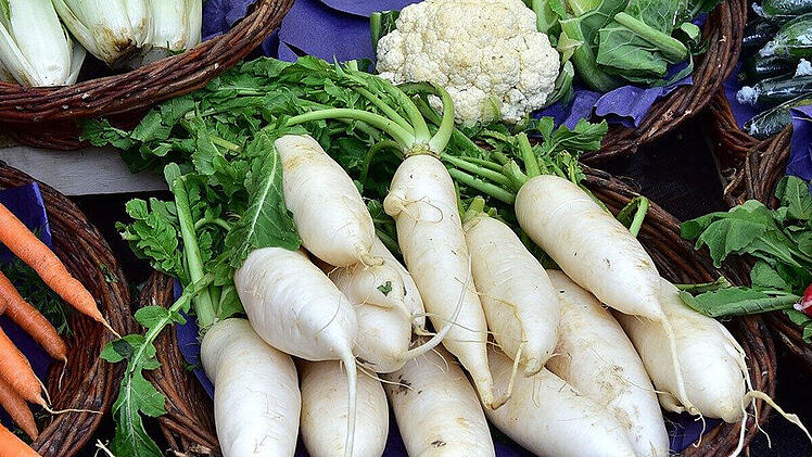 rettich_f.jpg
