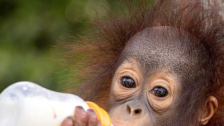 Verwaiste oder aus schlechter Haltung befreite Orang-Utans werden in Auffangstationen wieder aufgep&auml;ppelt.