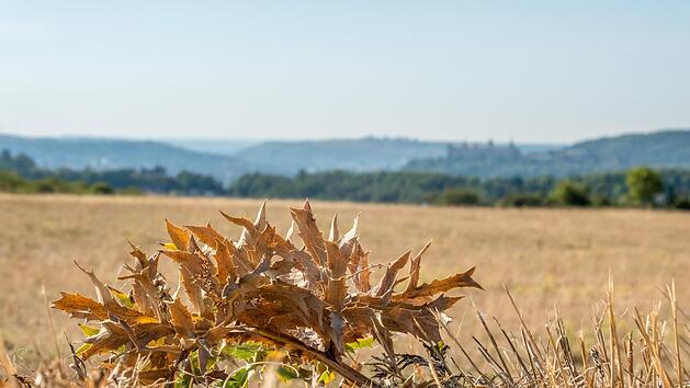 "Bislang geh&ouml;rt der August 2022 zusammen mit dem August 2003 zu den trockensten August-Monaten seit Vorliegen fl&auml;chendeckender Aufzeichnungen im Jahr 1881", sagt Lothar Bock vom Regionalen Klimab&uuml;ro des Deutschen Wetterdienstes. Das Foto entstand ...