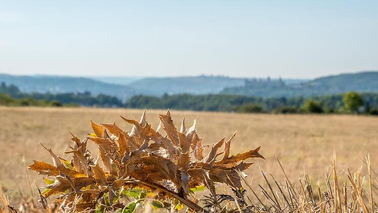 "Bislang gehört der August 2022 zusammen mit dem August 2003 zu den trockensten August-Monaten seit Vorliegen flächendeckender Aufzeichnungen im Jahr 1881", sagt Lothar Bock vom Regionalen Klimabüro des Deutschen Wetterdienstes. Das Foto entstand ...