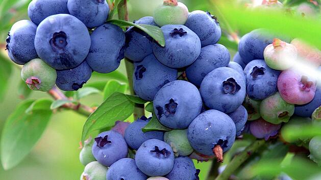 Direkt vom Strauch schmecken Beeren besonders gut. Foto: dpa