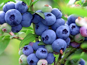 Direkt vom Strauch schmecken Beeren besonders gut. Foto: dpa