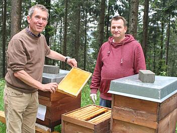 Fritz Maier, Forstbetriebsleiter der Bayerischen Staatsforsten in Nordhalben, stellt - gemeinsam mit Imker - Thorsten Hugel im Wallenfelser Wald Bienenst&ouml;cke auf. Derzeit gibt es zwanzig Imker, die im Staatswald Stellpl&auml;tze f&uuml;r Bienen haben. Foto: Sonny Adam