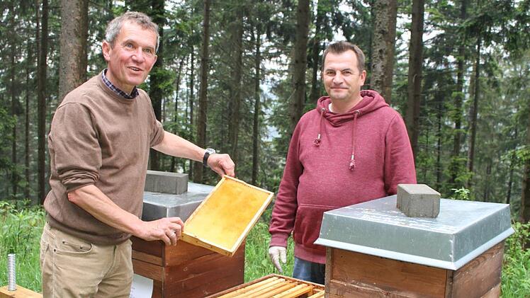 Fritz Maier, Forstbetriebsleiter der Bayerischen Staatsforsten in Nordhalben, stellt - gemeinsam mit Imker - Thorsten Hugel im Wallenfelser Wald Bienenst&ouml;cke auf. Derzeit gibt es zwanzig Imker, die im Staatswald Stellpl&auml;tze f&uuml;r Bienen haben. Foto: Sonny Adam