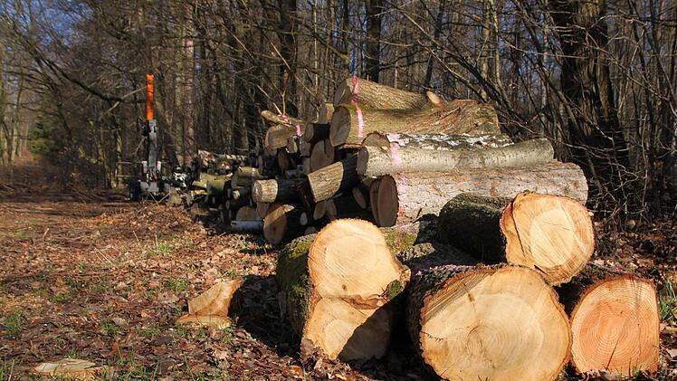 Spuren der Holzfällarbeiten im Waldgebiet "Höhe" in der Verlängerung der Straße Obertor in Bad Brückenau Foto: Ulrike Müller