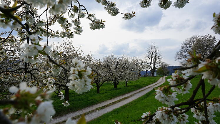 Pretzfeld: Kirschblüte in der Fränkischen Schweiz steht kurz bevor