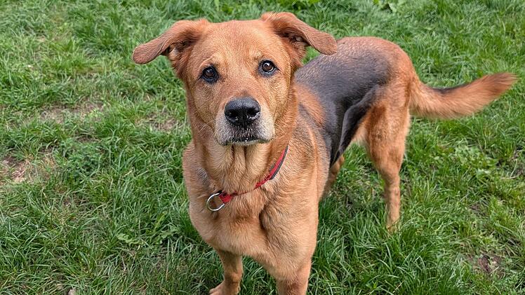 Tierheim Bamberg sucht "schönen Endplatz" für Hündin Red