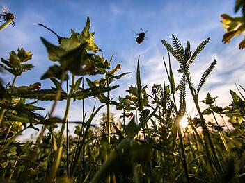 Wie wird das Wetter in Franken am Wochenende? Wetterexperte Stefan Ochs weiß, es wird heiß - schließt aber Regen nicht aus. Symbolfoto: Frank Rumpenhorst/dpa