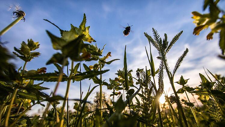 Wie wird das Wetter in Franken am Wochenende? Wetterexperte Stefan Ochs weiß, es wird heiß - schließt aber Regen nicht aus. Symbolfoto: Frank Rumpenhorst/dpa
