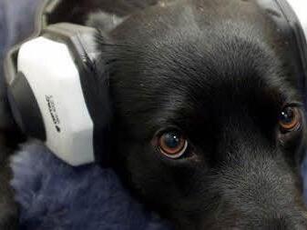 Ohren zu und durch, denkt sich dieser Hund über den selten dämlichen "Brauch"des Silvesterfeuerwerks. Alle Tiere - vor allem die in freier Wildbahn - sind froh, wenn der Böller-Spuk vorbei ist... Foto: dpa