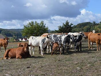 Gruppenbild mit Bulle (vorn links): Die Bio-Rinder-Gro&szlig;familie auf der Weide von Reinhold Bauer in Bad Bocklet.  Foto: s: Isolde Krapf